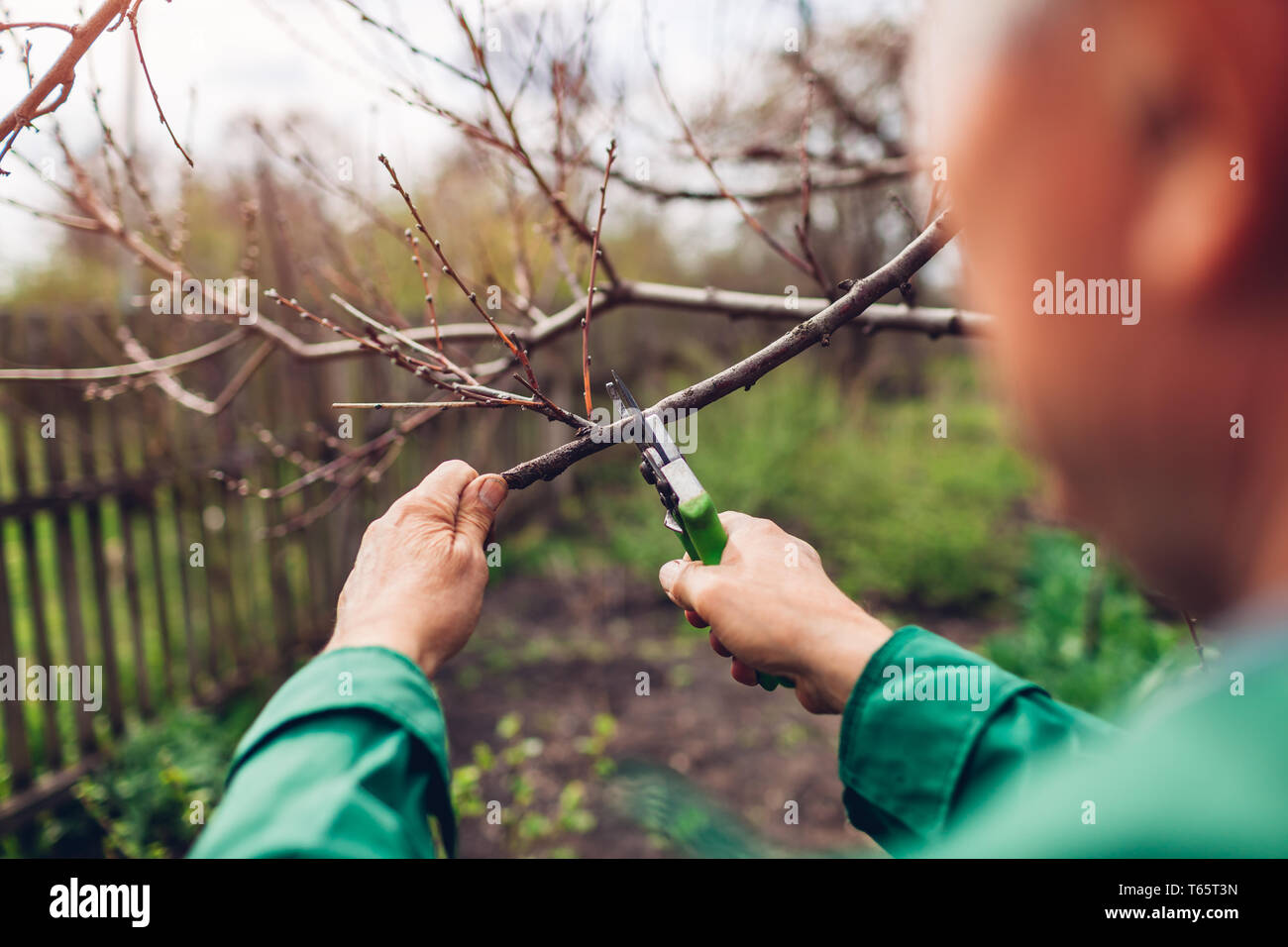 Man Arbeitnehmer Beschneiden Baum Mit Scherer Mannliche Landwirt