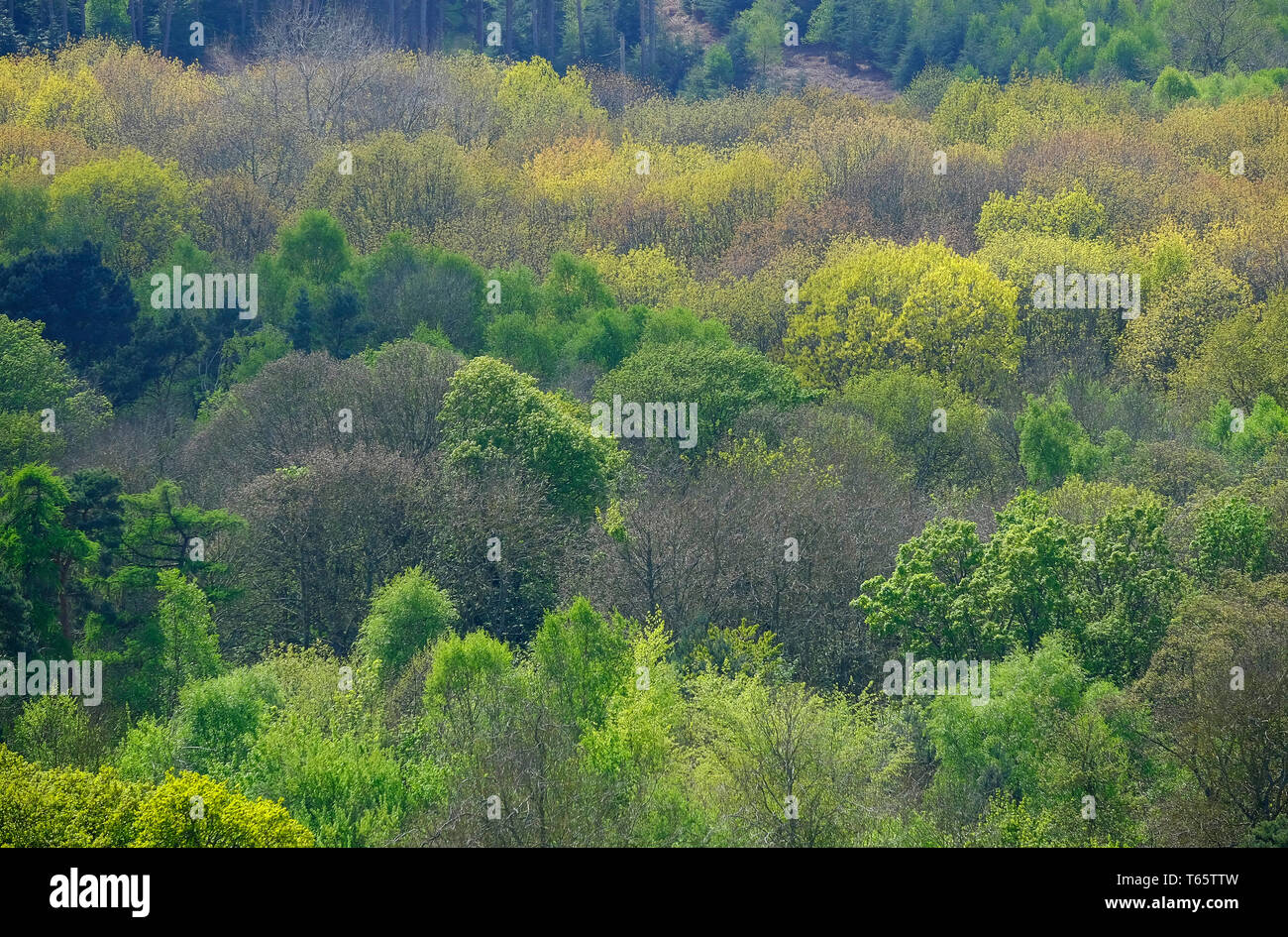 Gemischte Laubbäume im Frühjahr, Sheringham Park, North Norfolk, England Stockfoto