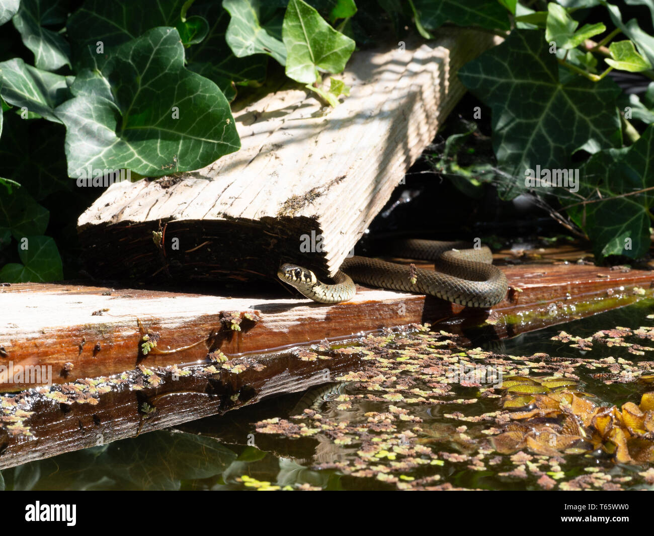 Ring Schlange in der Nähe von Wasser Stockfoto