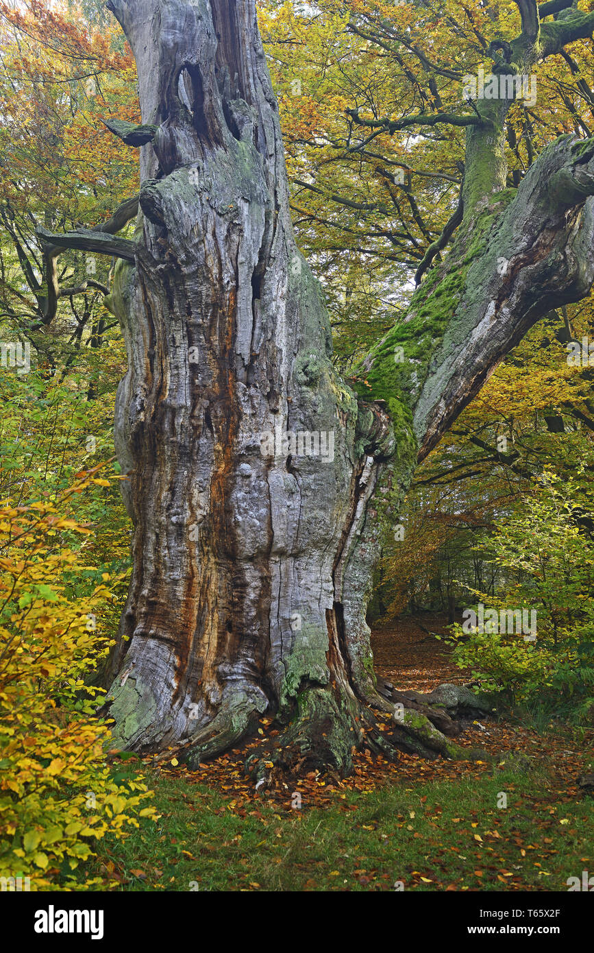 Urwald Sababurg, Hessen, Deutschland Stockfoto