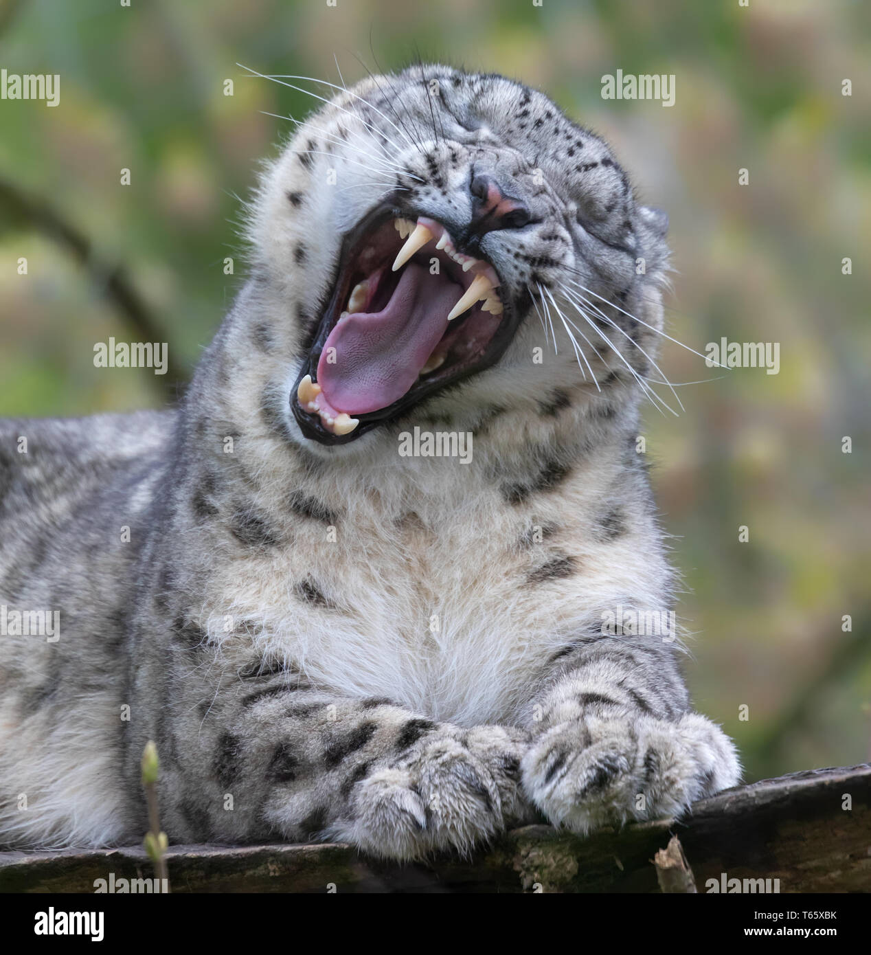 Nahaufnahme von einem brüllenden Snow Leopard Stockfoto