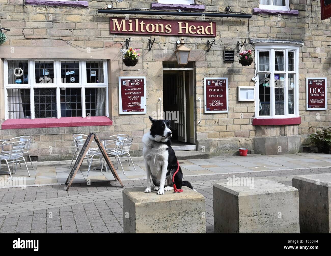 Ein gut erzogener Hund sitzt außerhalb des Miltons Head Pub, das behauptet, Hund freundlich, in Buxton, Derbyshire. Stockfoto