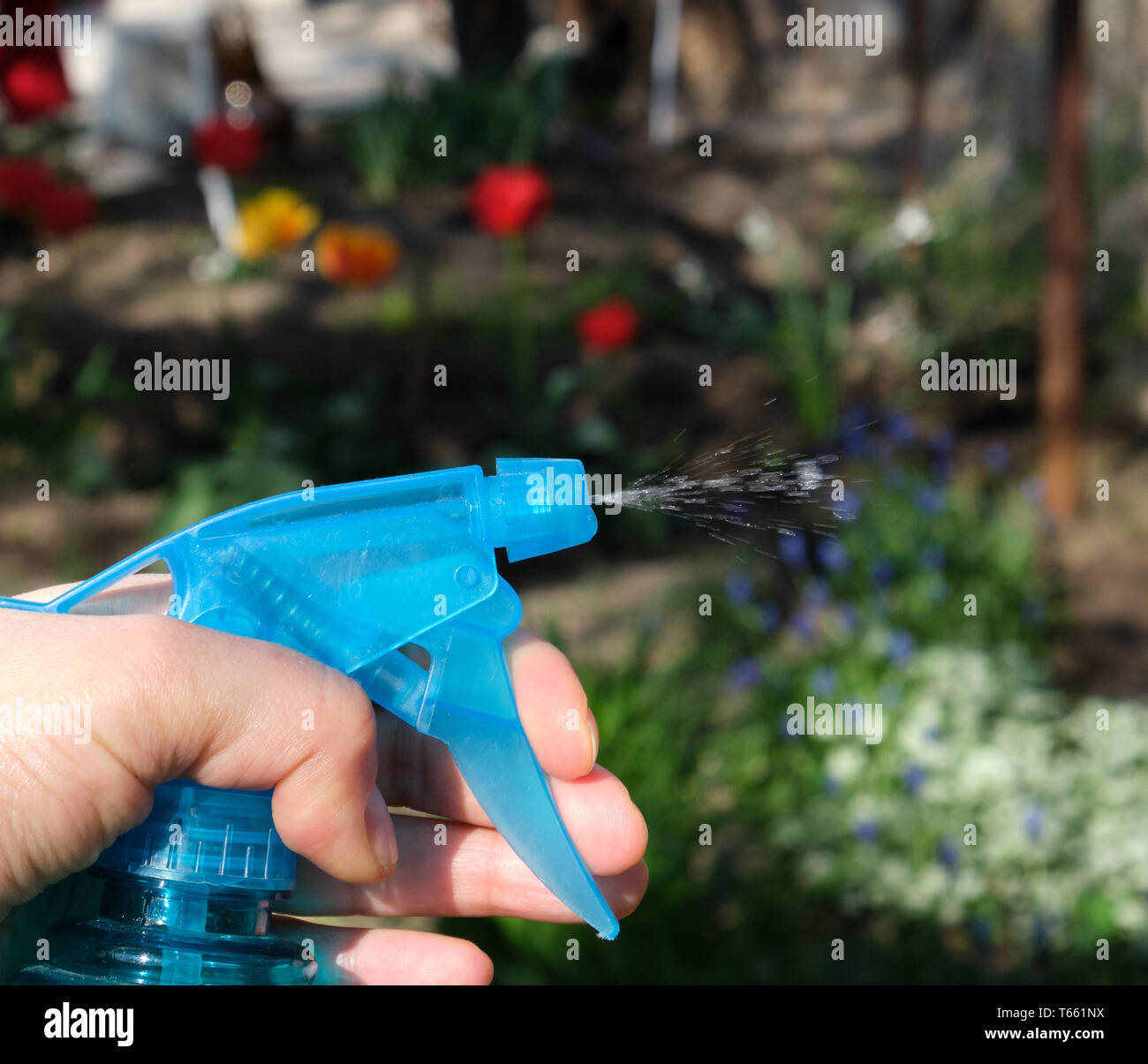 Weibliche hand mit einem blauen Kunststoff Flasche mit flüssigem und Spritzen von Pflanzen mit Chemikalien Insekten und Schädlinge zu töten, Frühling Stockfoto