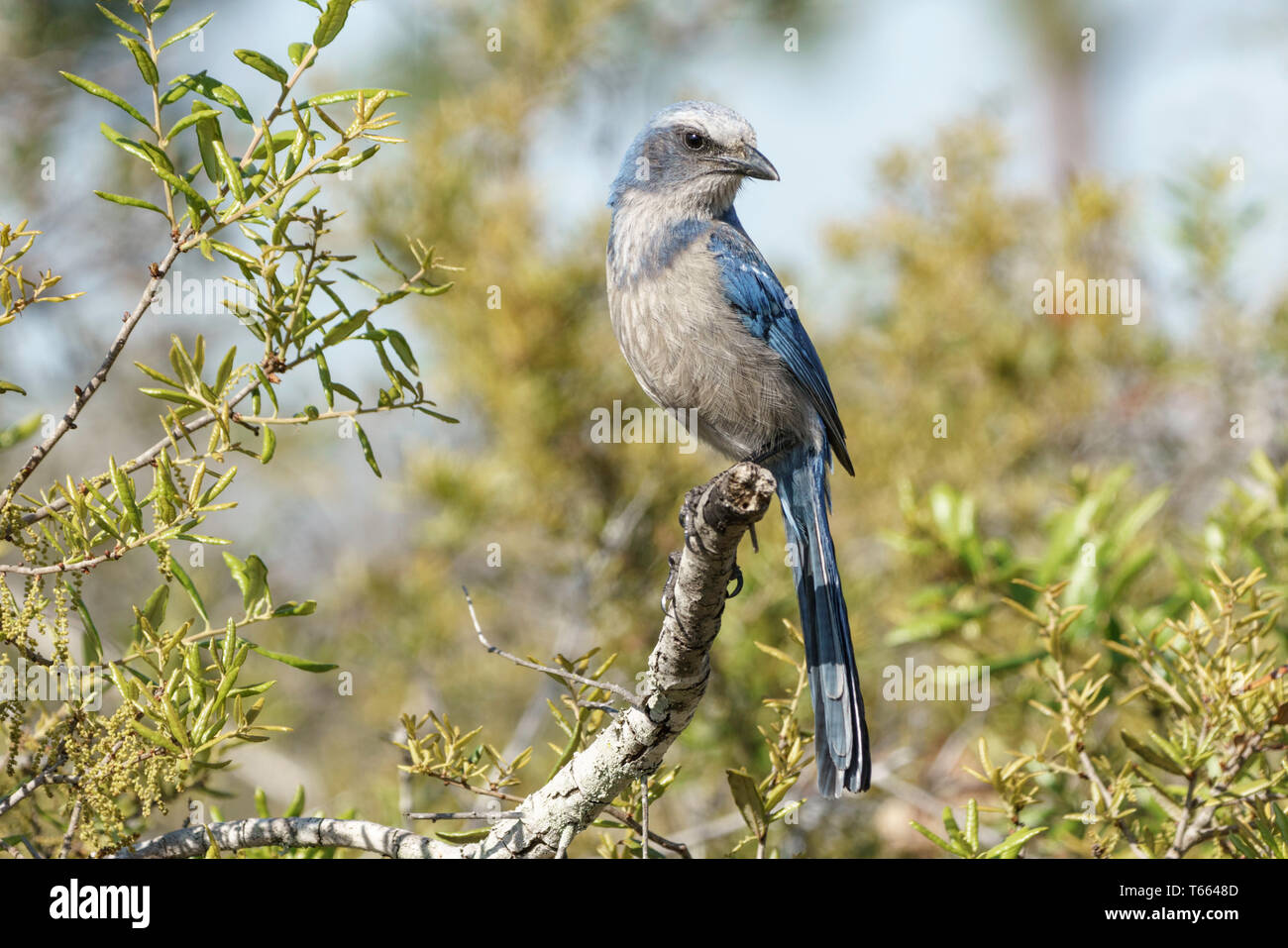 Florida scrub jay, Aphelocoma coerulescens, Erwachsene, Florida, USA, März Stockfoto