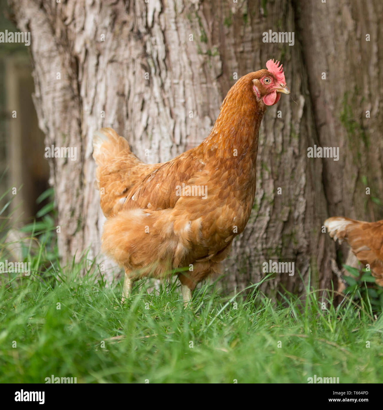 freilaufenden Hühnern Stockfoto