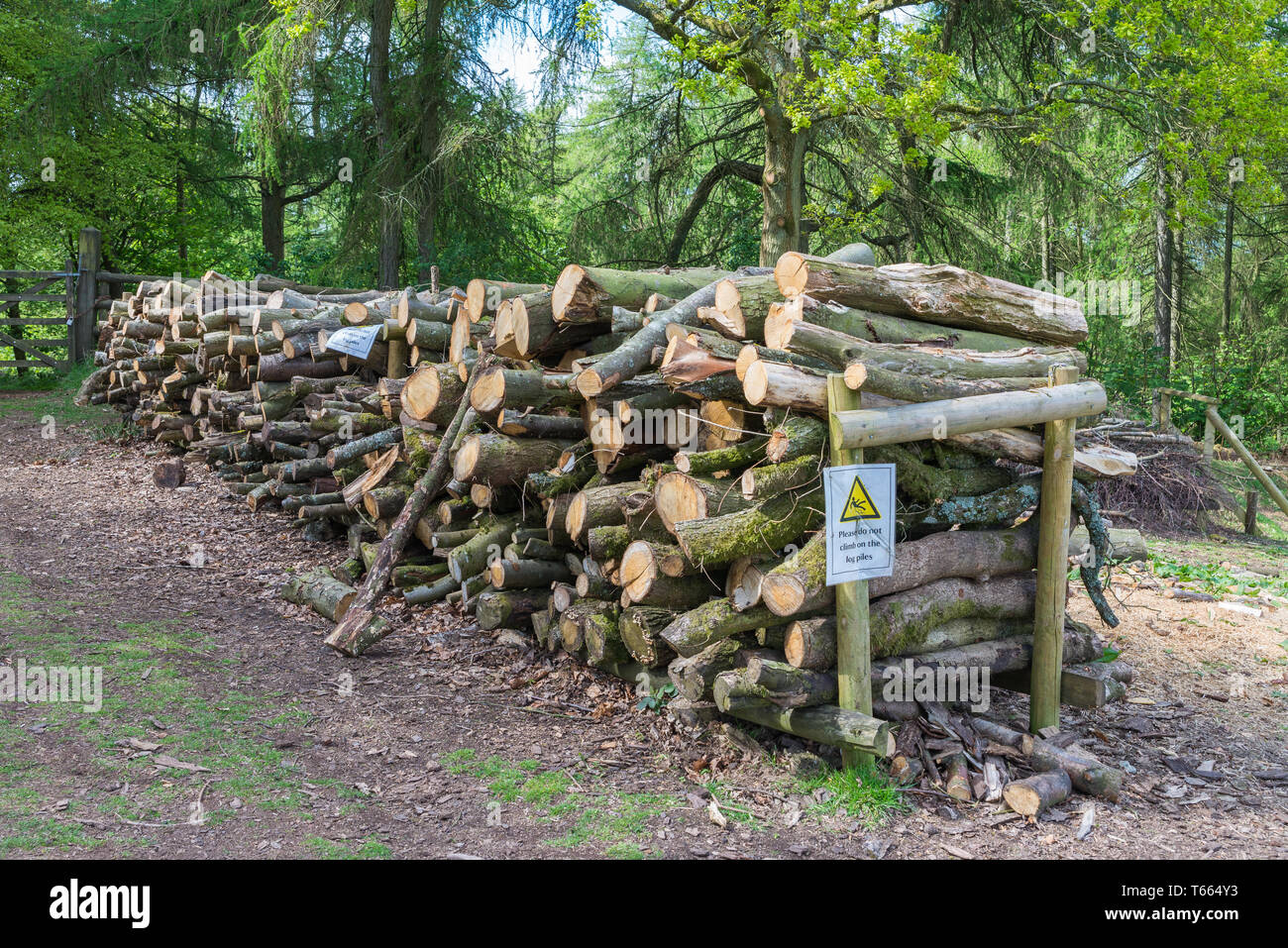 Stapel der Protokolle Schnitt von Bäumen im Clent Hügel, Worcestershire, als Teil der Waldbewirtschaftung Stockfoto