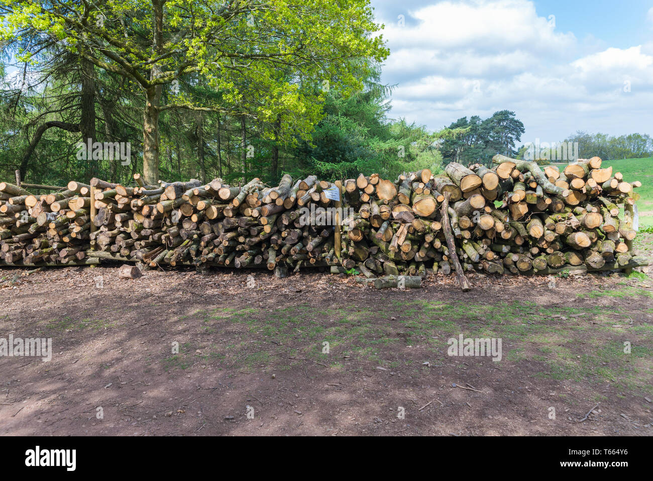 Stapel der Protokolle Schnitt von Bäumen im Clent Hügel, Worcestershire, als Teil der Waldbewirtschaftung Stockfoto