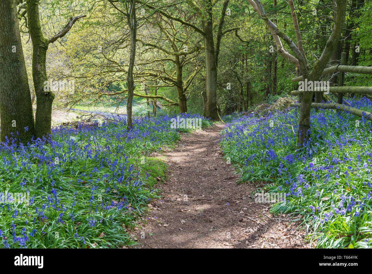Bluebells wachsenden neben Pfad in den Wald bei Clent Hügel, Worcestershire, Großbritannien im Frühjahr Stockfoto