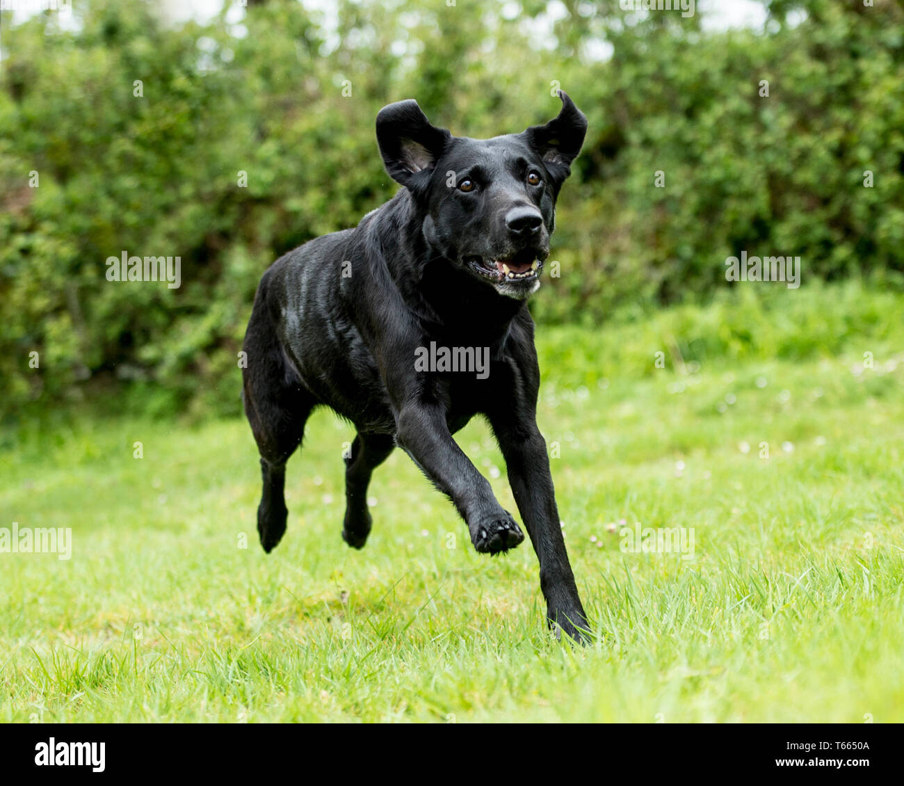 schwarzer Labrador Retriever laufen Stockfoto