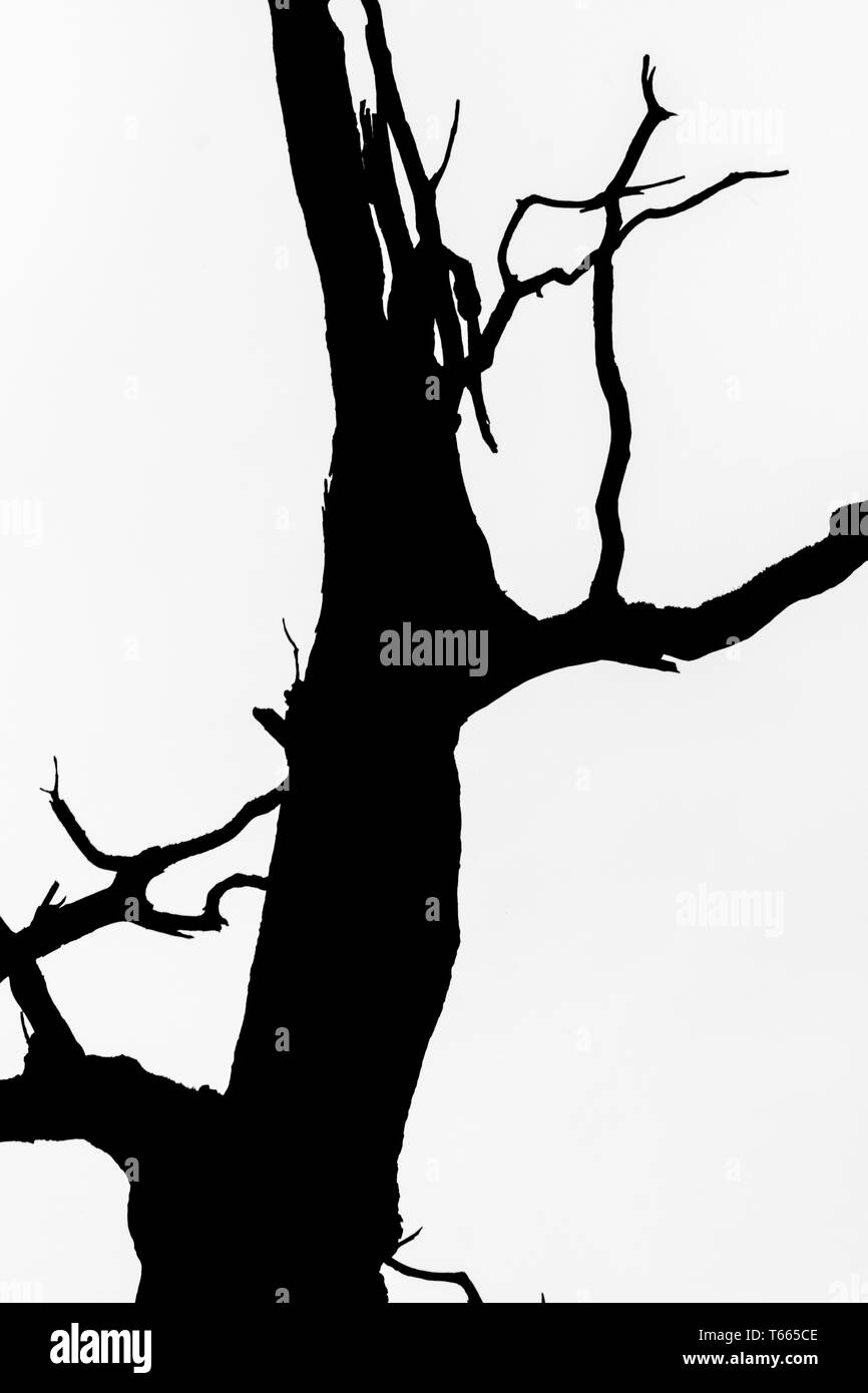 schwarze und weiße Silhouette des Detail-Baumansicht Stockfoto