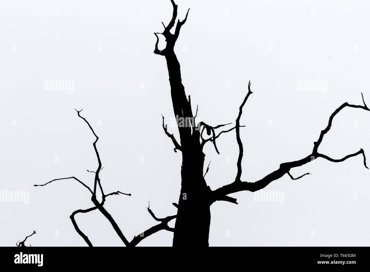 schwarze und weiße Silhouette des Detail-Baumansicht Stockfoto