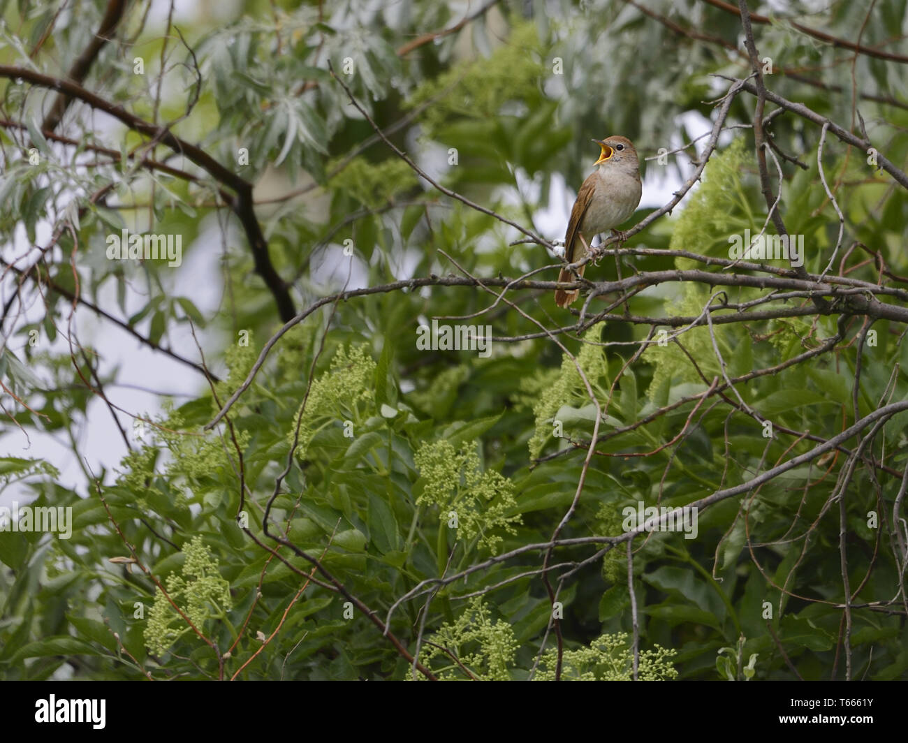 Europäische Nachtigall, Luscinia megarhynchos Stockfoto