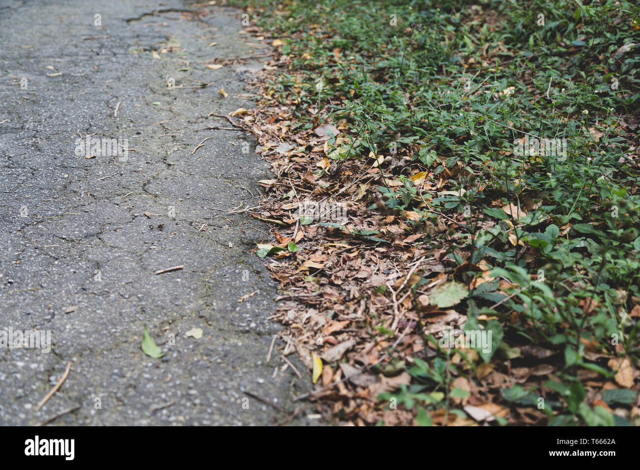Asphalt Weg auf der Grenze zwischen Natur Boden. Konzepte: Urban, Natur Boden Kontrast; Grenze, Grenze, Auswahl, Kombination, Synthese Stockfoto