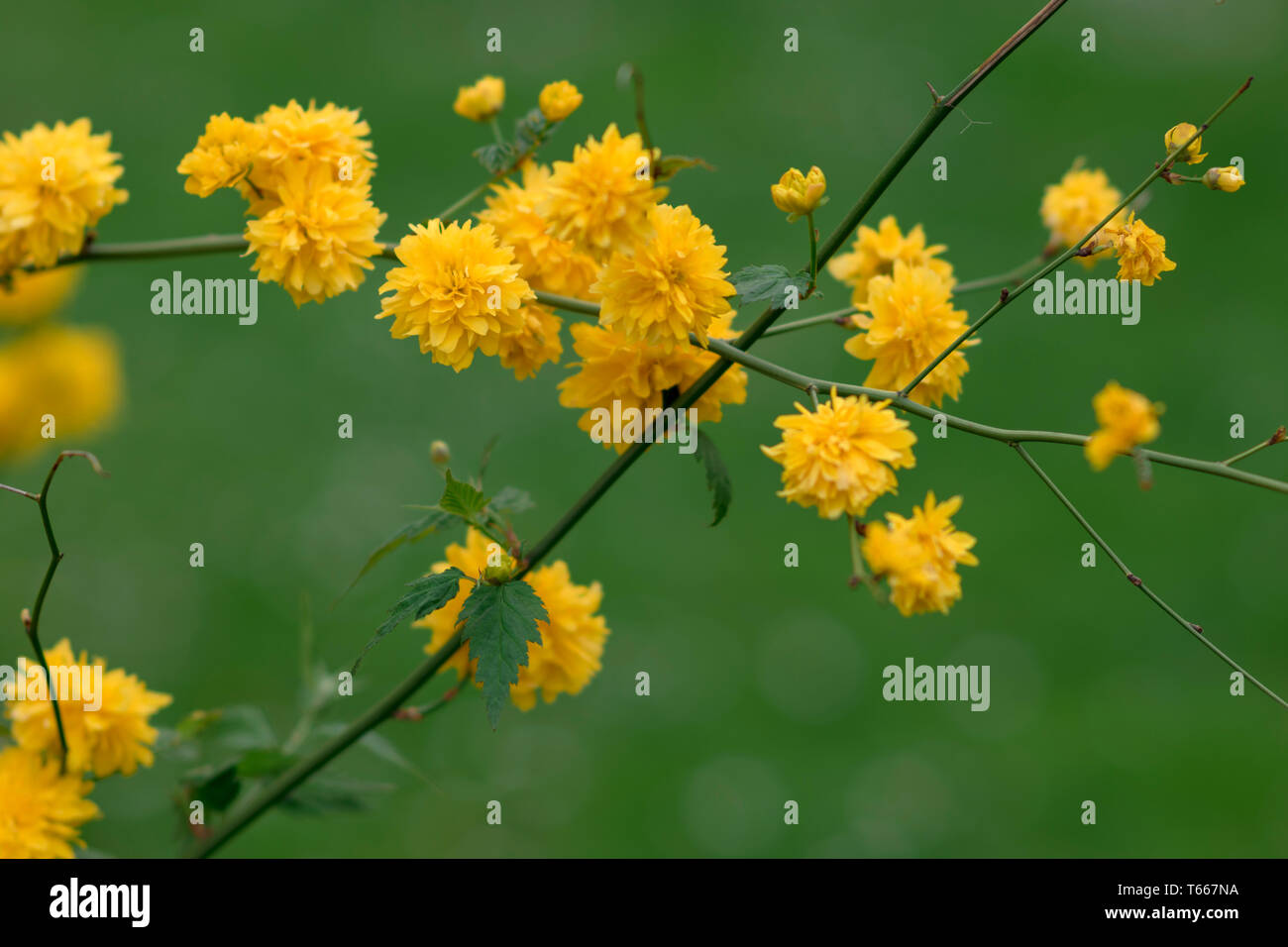 Kerria japonica. Schönen gelb blühenden Zweig. Einzige Zweigstelle in vollem Gelb blühen. Zuchtsorte Pleniflora. Golden Guinea. Stockfoto