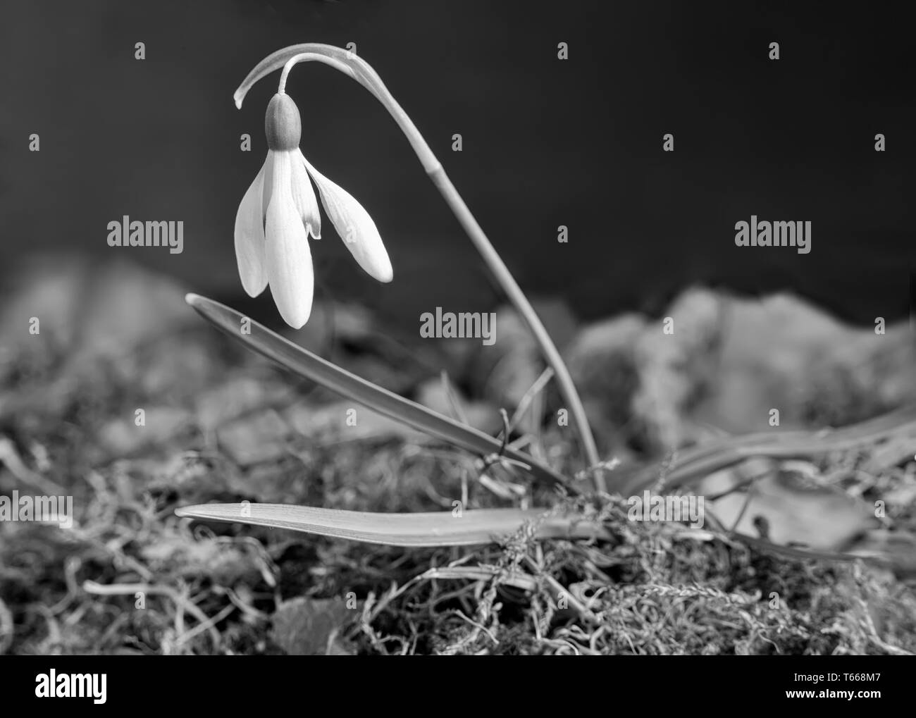 Weißen Schneeglöckchen Blüte unter Moos und Laub. Auf dunklem Hintergrund dargestellt. Schwarz/Weiß-Bild Stockfoto