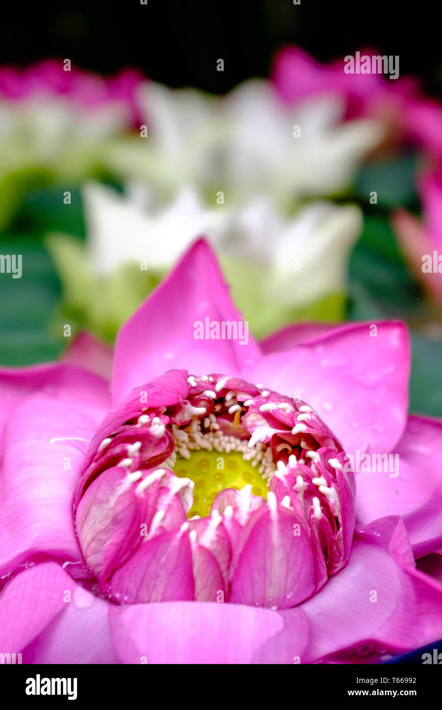 Ein Schuss von Lotus Blumen in Thailand. Stockfoto