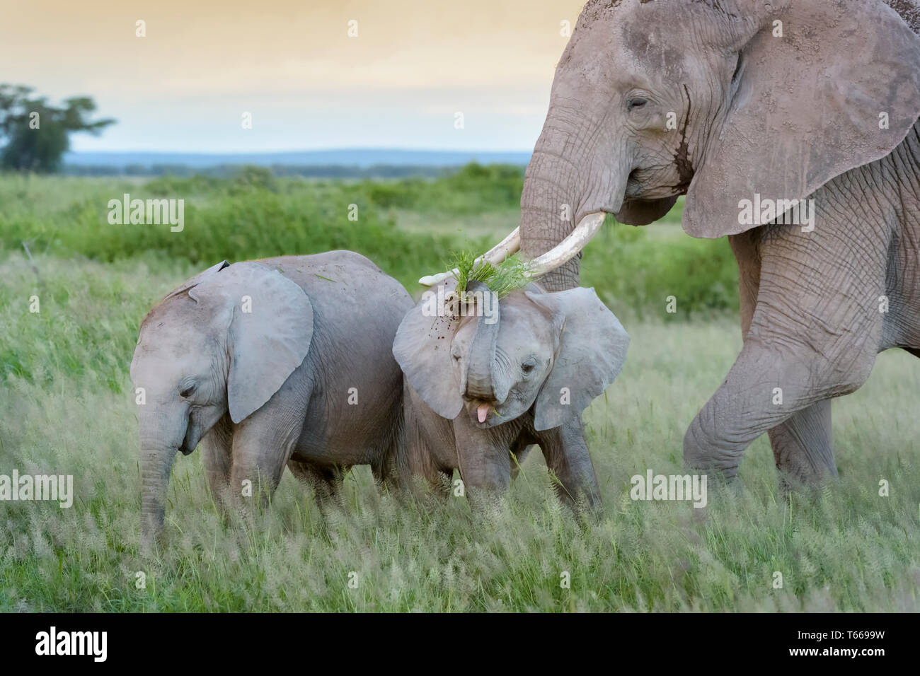 Zwei afrikanischen Elefanten (Loxodonta africana) Baby, Essen und Spielen mit Gras auf Savanne, Amboseli National Park, Kenia. Stockfoto