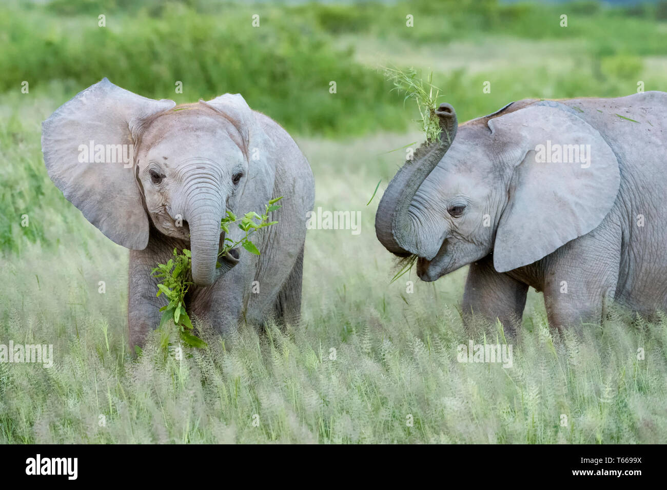 Zwei afrikanischen Elefanten (Loxodonta africana) Baby, Essen und Spielen mit Gras auf Savanne, Amboseli National Park, Kenia. Stockfoto