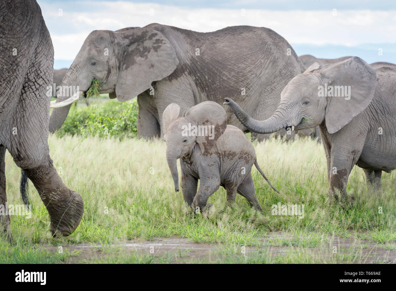 Afrikanischer Elefant (Loxodonta africana) Baby, Wandern und Spielen in der Herde, Amboseli National Park, Kenia. Stockfoto