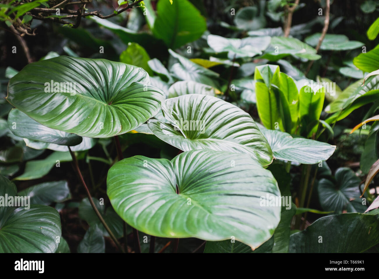Jungle plants Fotos und Bildmaterial in hoher Auflösung Alamy