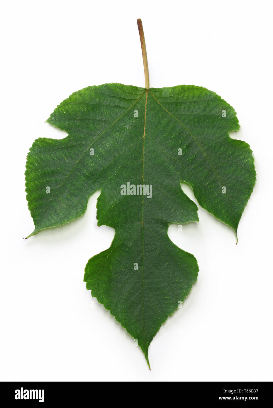 Paper mulberry Blatt, Kaji keine Ha, Japanisch Tanabata Festival, es ist ein traditioneller Brauch, einen Wunsch Schreiben mit Tinte auf das Blatt. Stockfoto