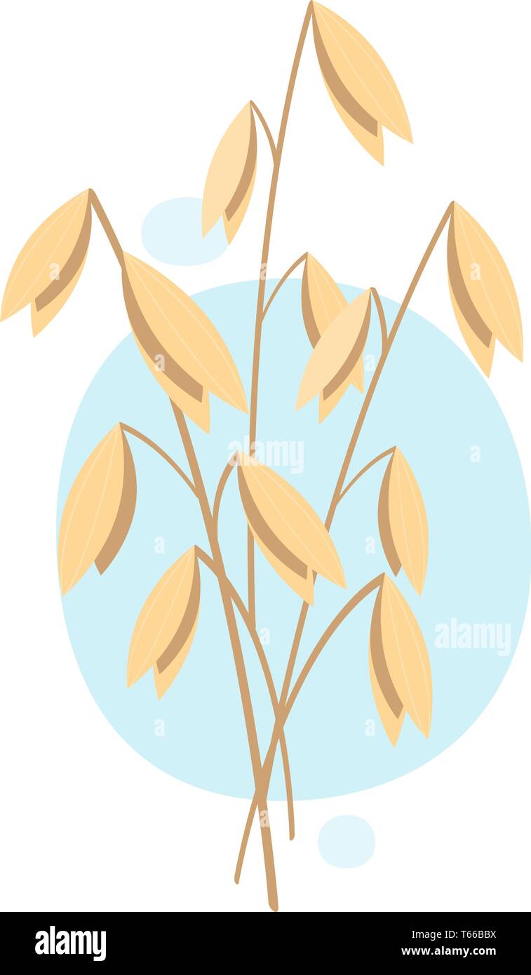 Hafer, Anlage. Vector Illustration auf weißem Hintergrund. Eps 10. Stock Vektor