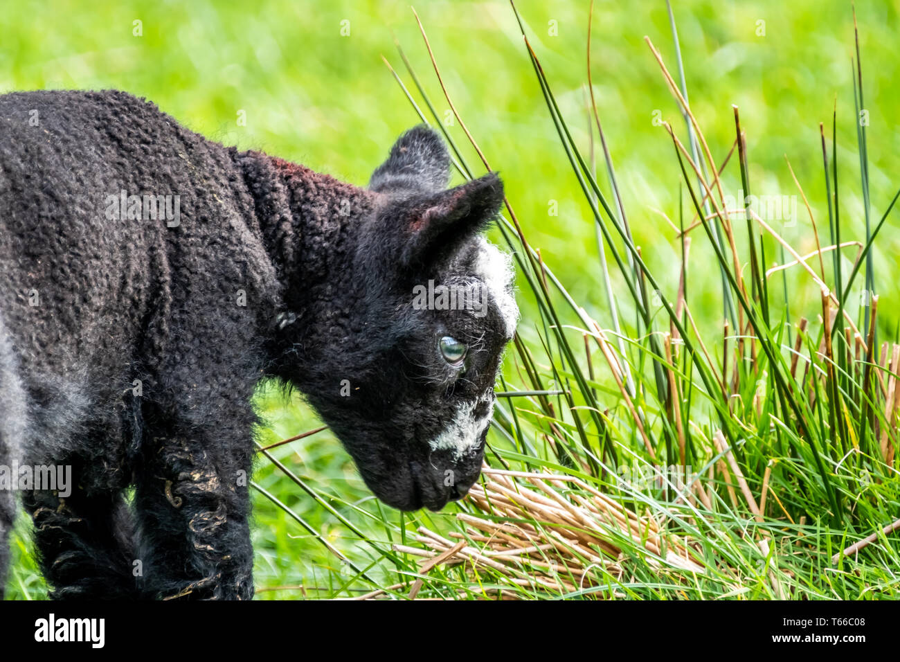 Kleines Schwarzes Lamm ein Feld in Irland. Stockfoto