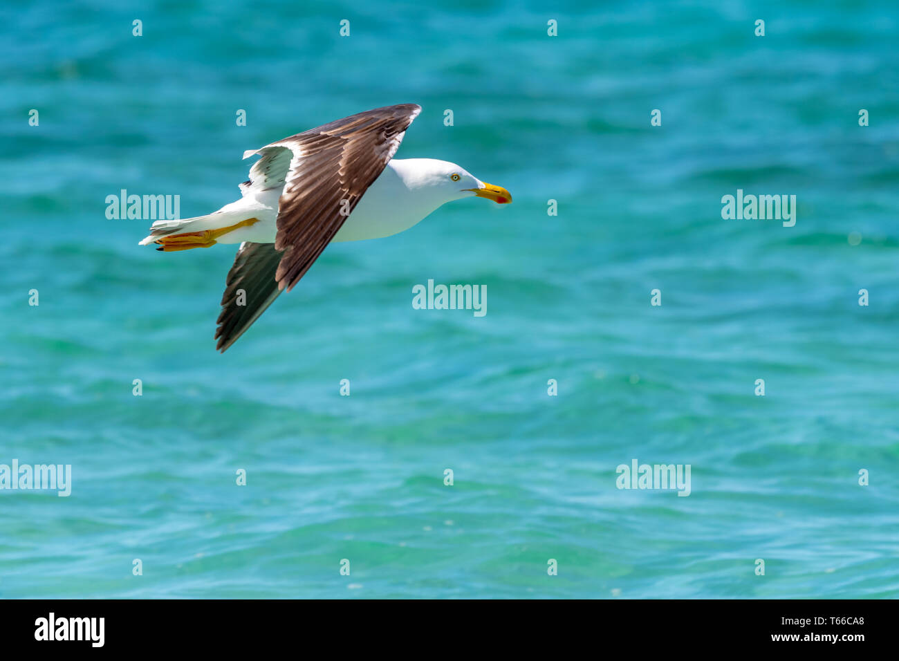 Gelb-footed Möwe (Larus Livens) im Flug über das Meer von Cortez (Golf von Kalifornien) in Baja California, Mexiko. Stockfoto