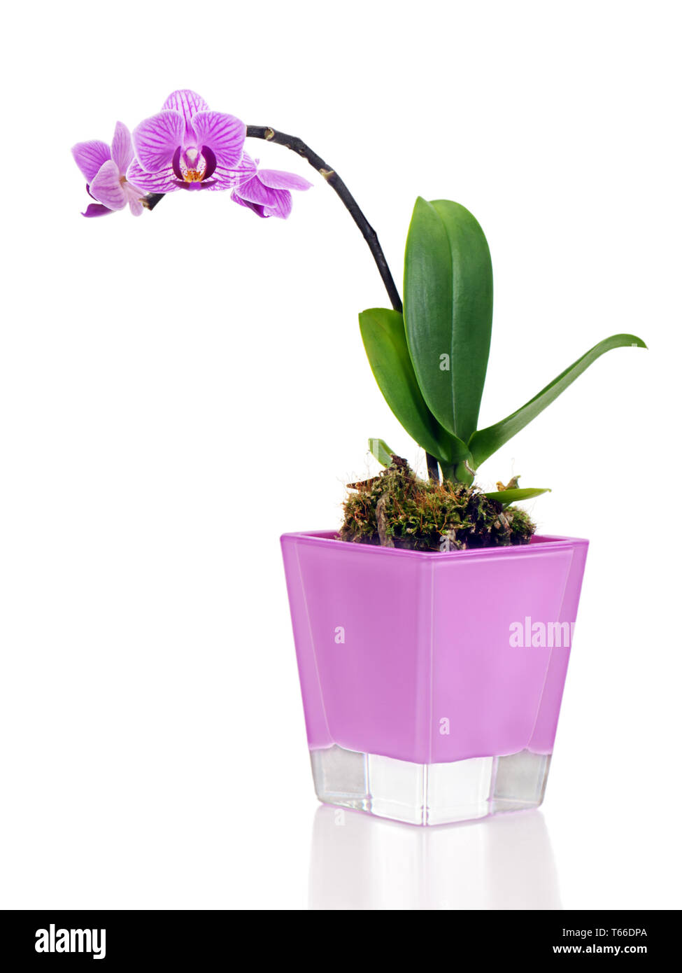 Seltene Miniatur orchidee Anordnung Mittelstück in v Stockfoto