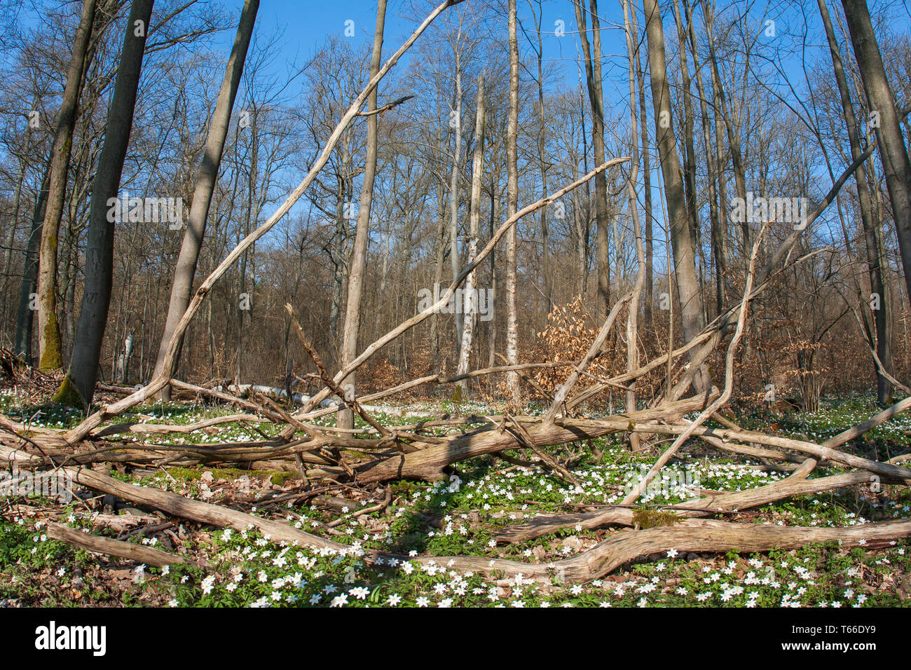 Thimbleweed oder Cuneata, Anemone officinalis, Deutschland Stockfoto