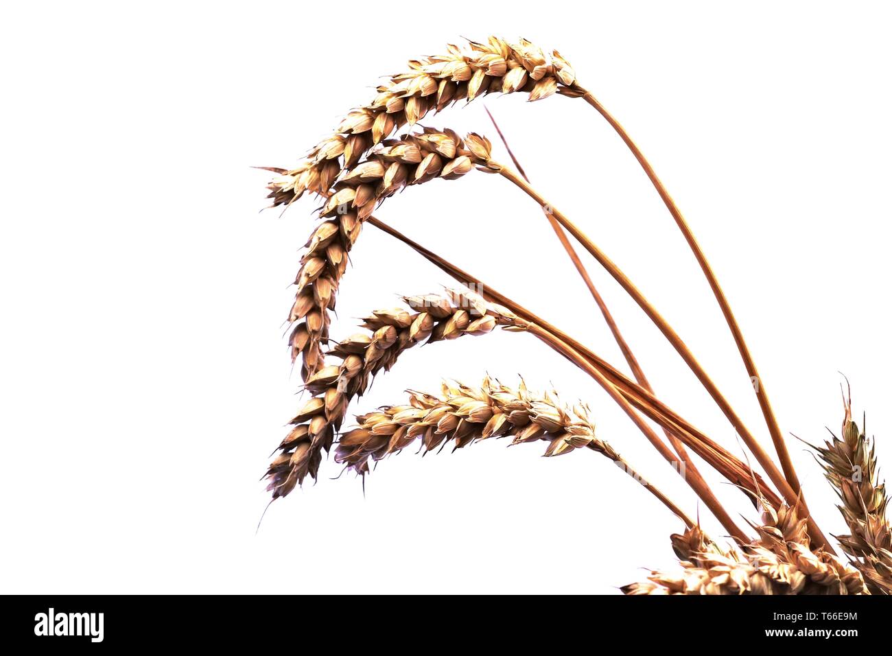 Getreide-Ohren - Weizen - isoliert Stockfoto