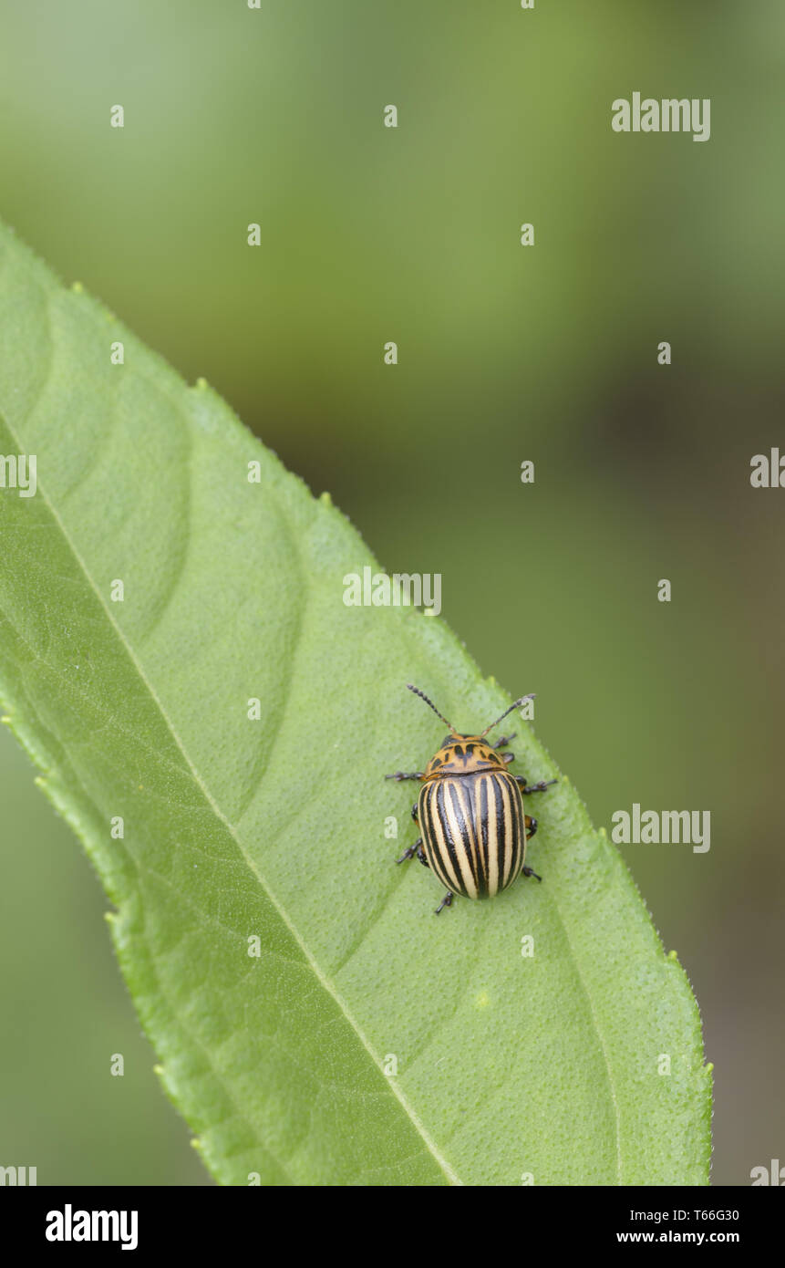 Kartoffelkäfer (Leptinotarsa Decemlineata) Stockfoto