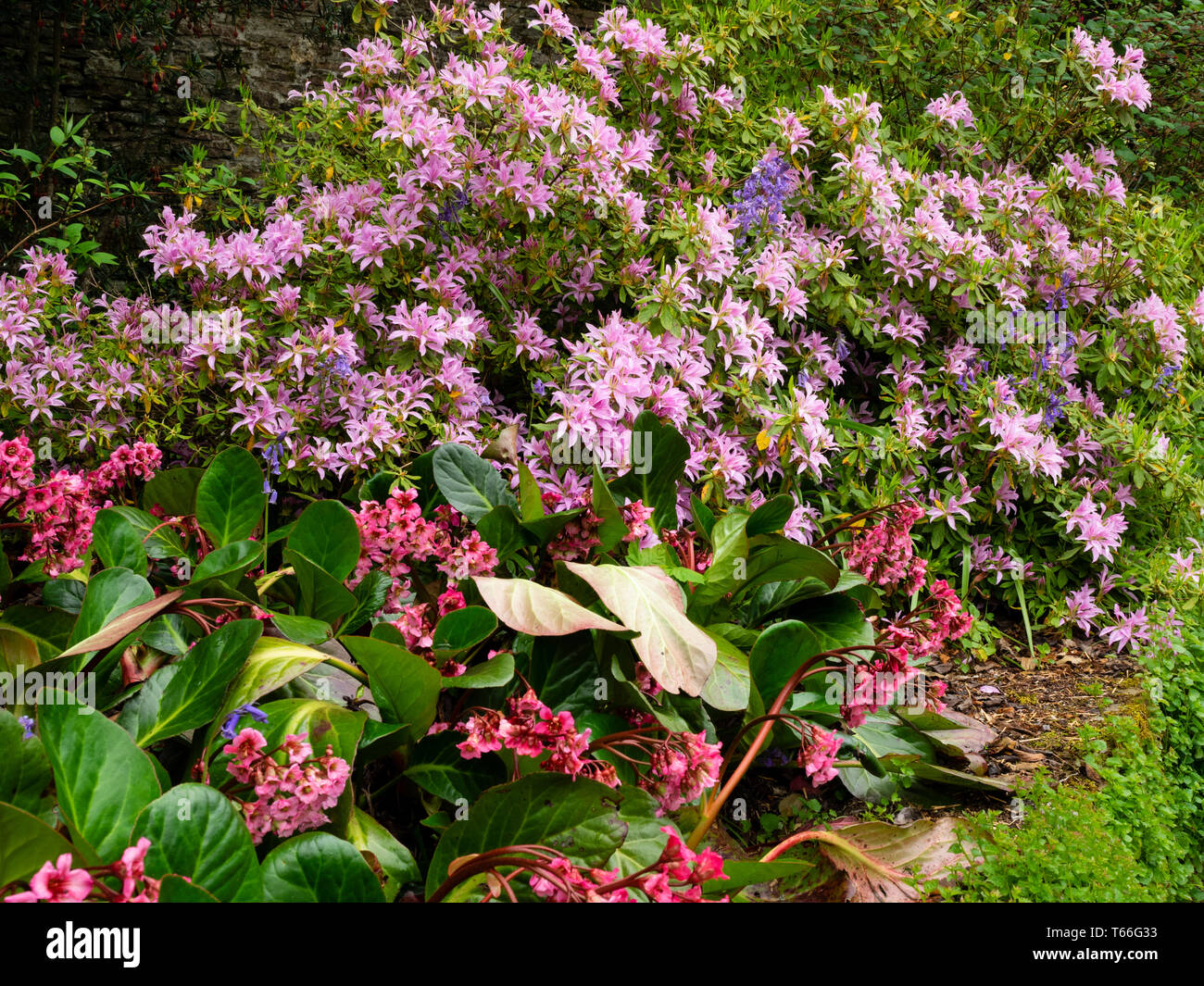 Bergenia 'Bressingham Lachs, teilt sich ein Bett mit der Immergrüne Azaleen, Rhododendron 'Koromo shikibu' in einem spring garden Stockfoto