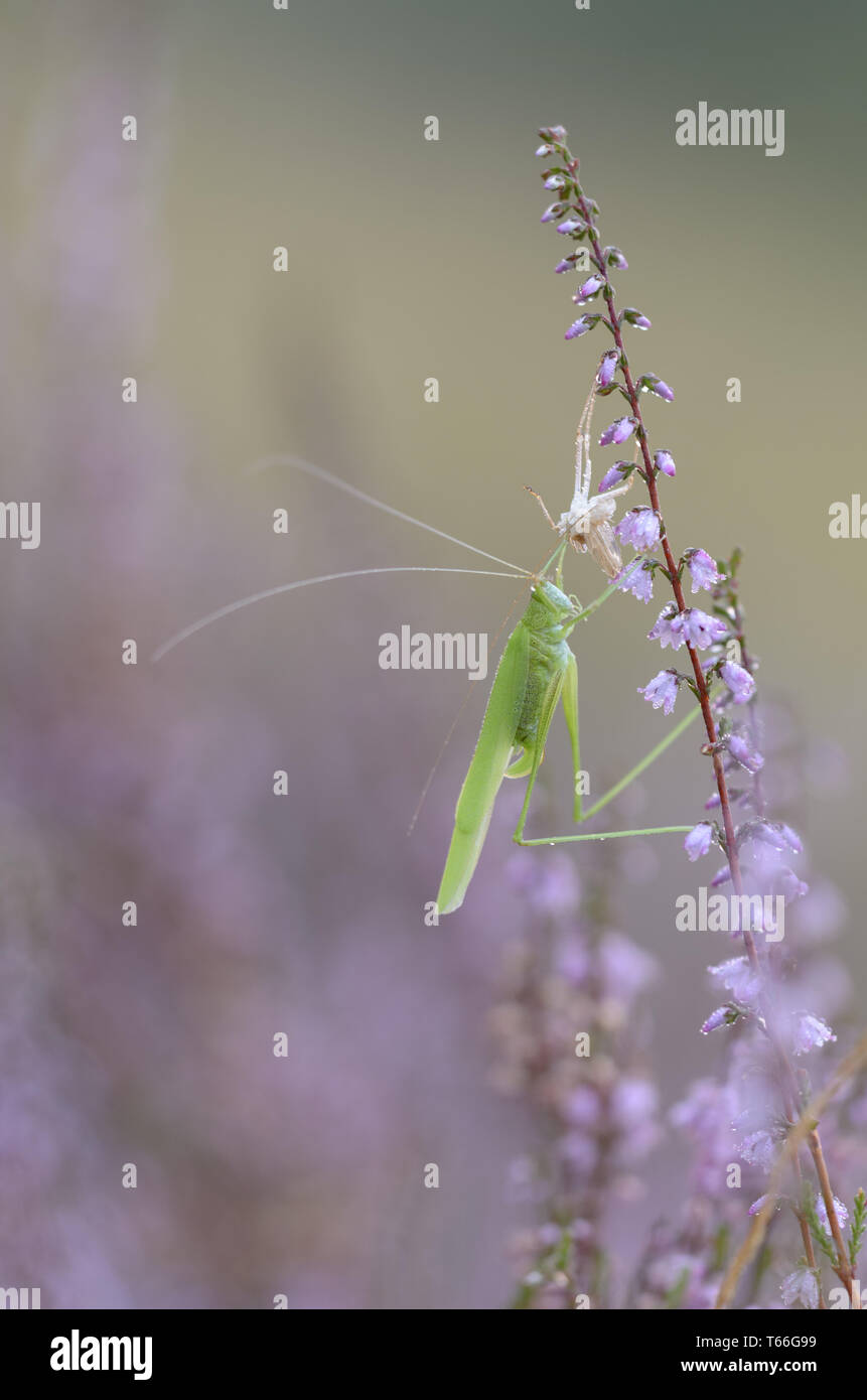 Long-Horned Grasshopper (Conocephalus Fuscus), Fem Stockfoto