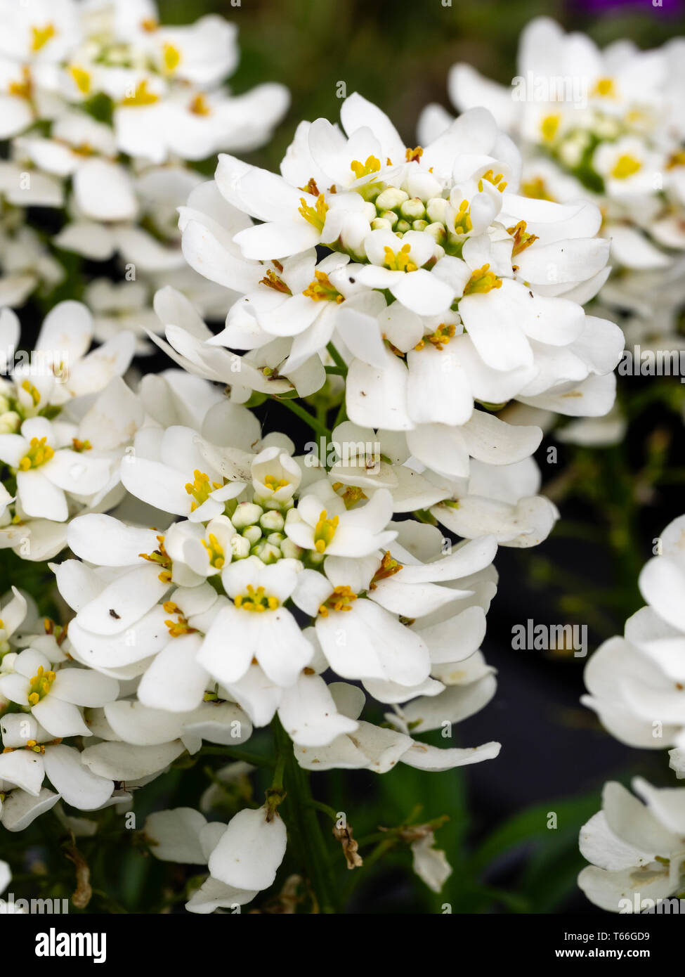 Die weißen Blüten der Matte bilden Frühling blühende Staude candytuft, Iberis sempervirens 'Appen Etz' Stockfoto