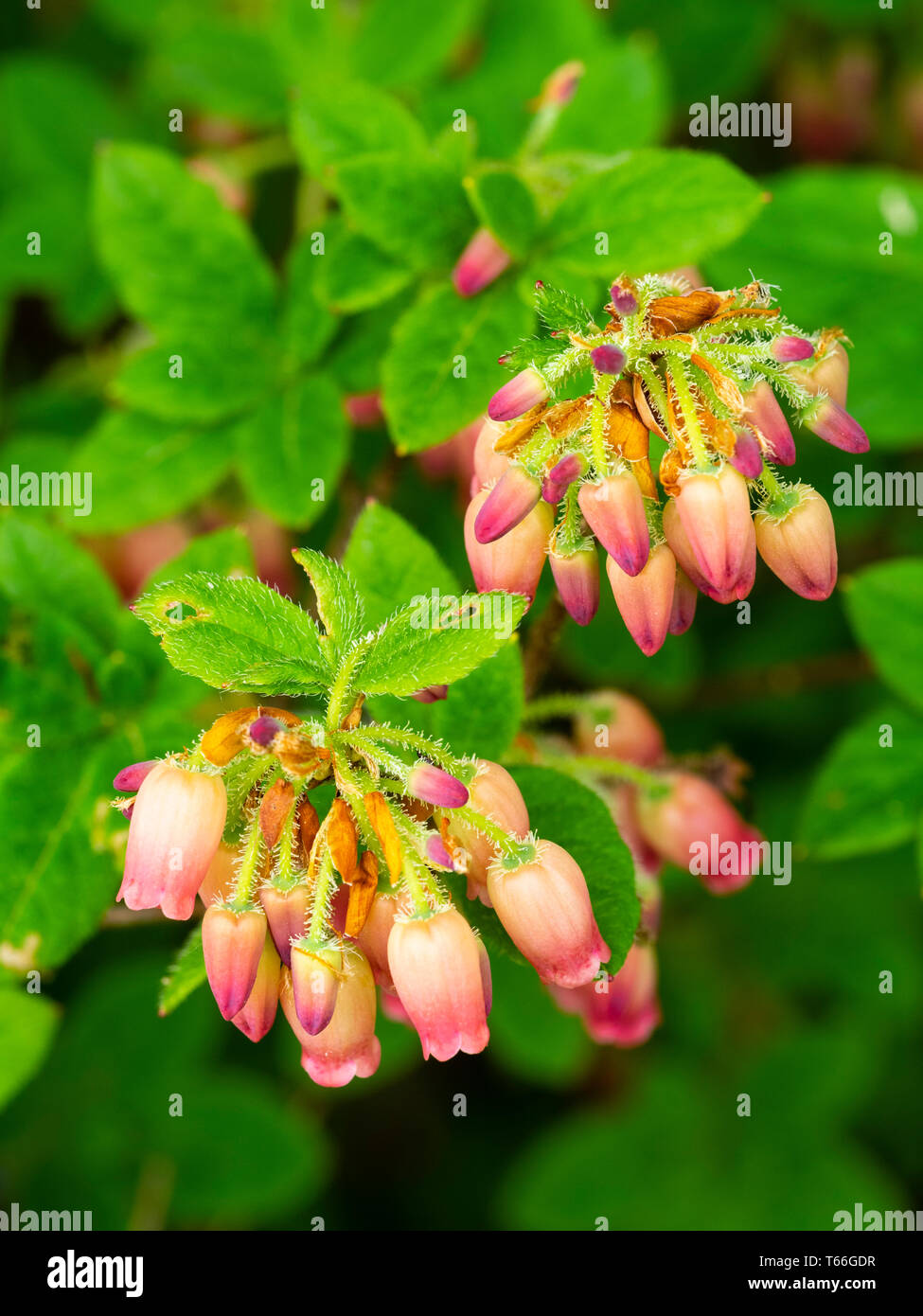 Rot-rosafarbene Frühlingsglockenblüten des kleinen erikalen Torfgartenstrauchs, Rhododendron benhallii „Yvla“ Stockfoto