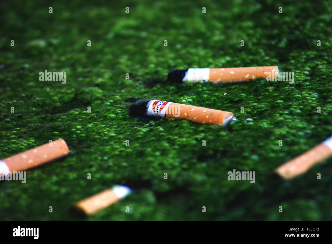 Zigaretten auf einem Aqua plant Stockfoto