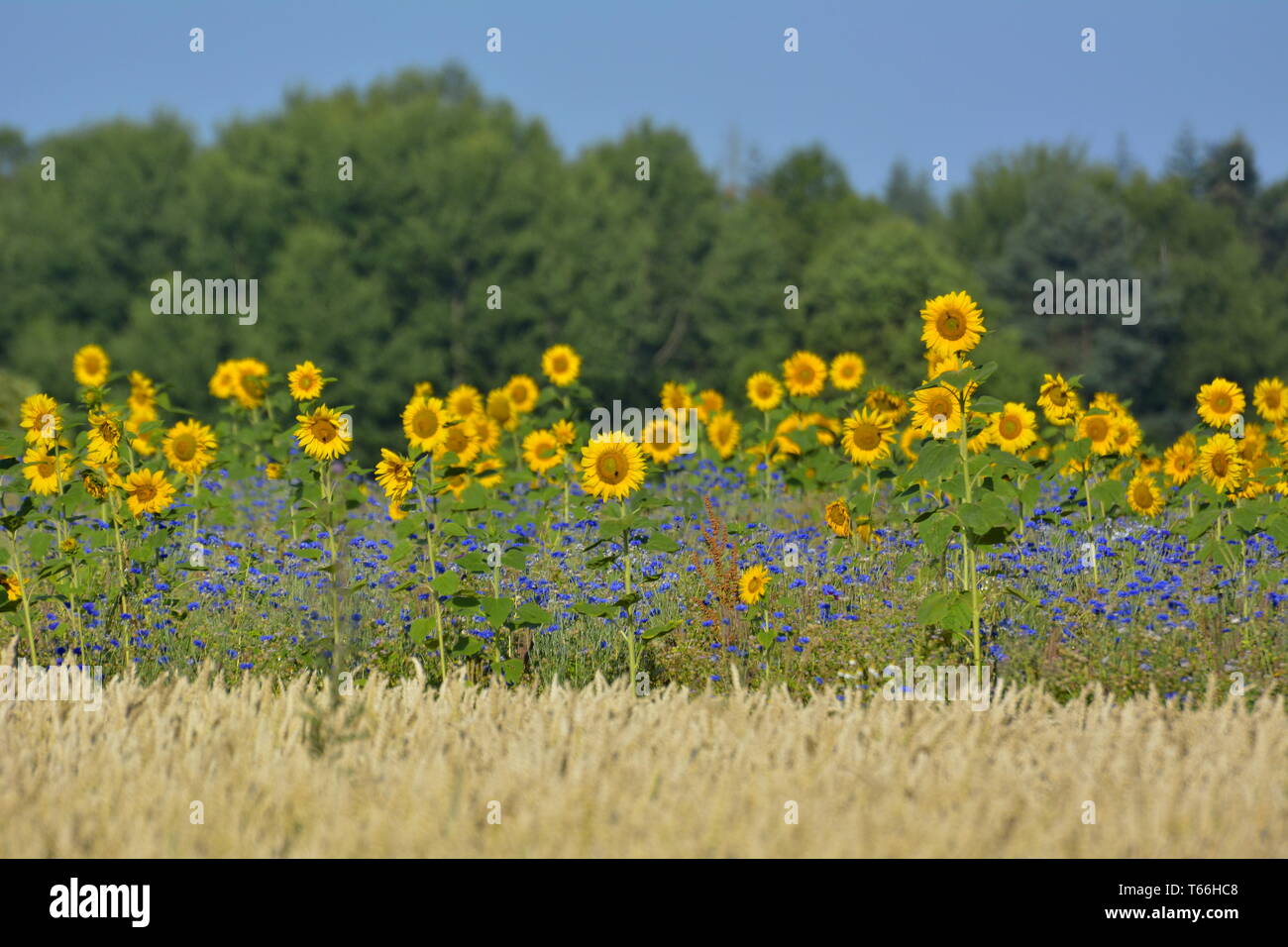 Sonnenblumen Stockfoto