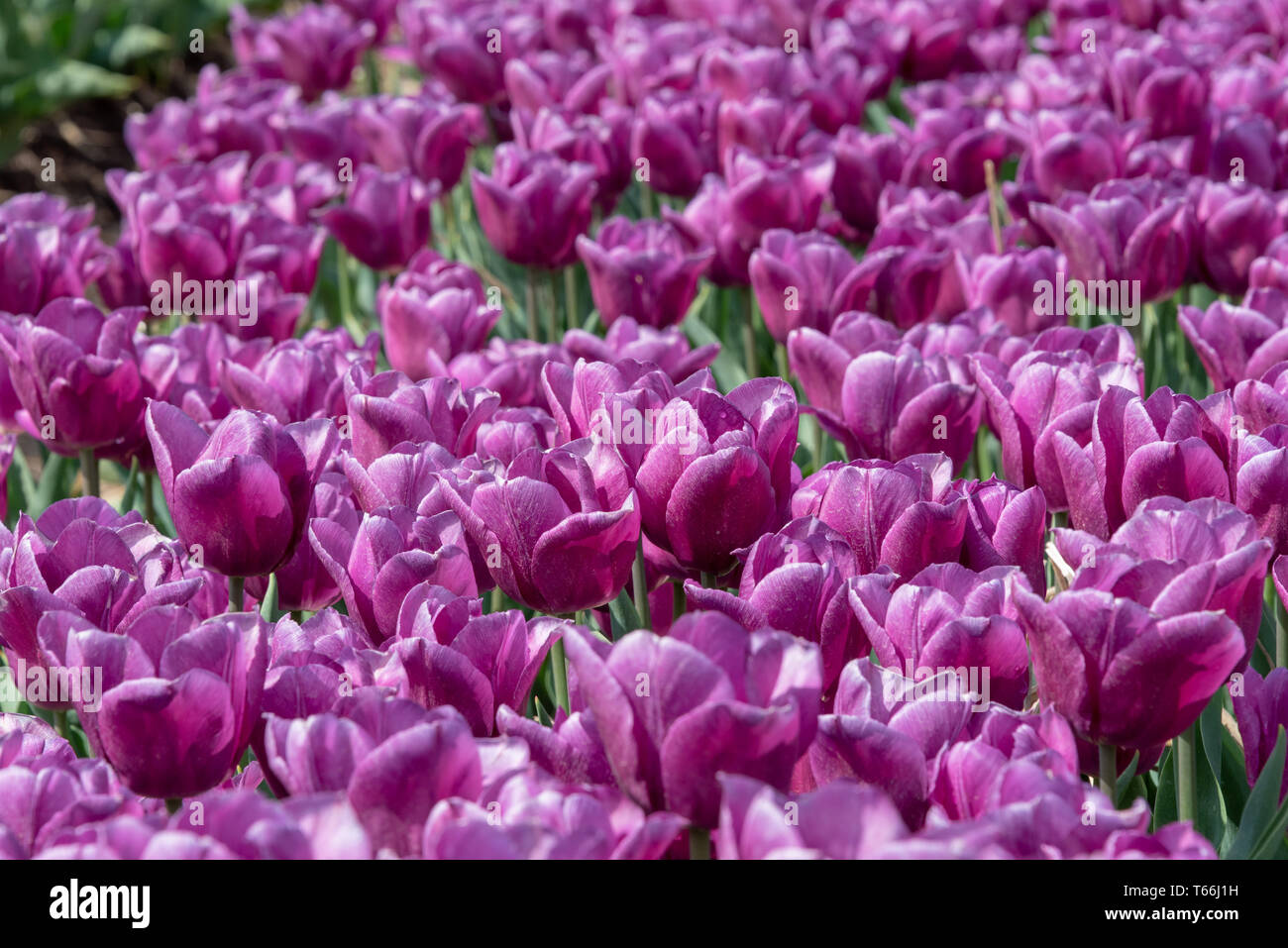 Tulpen bis zum Horizont Stockfoto