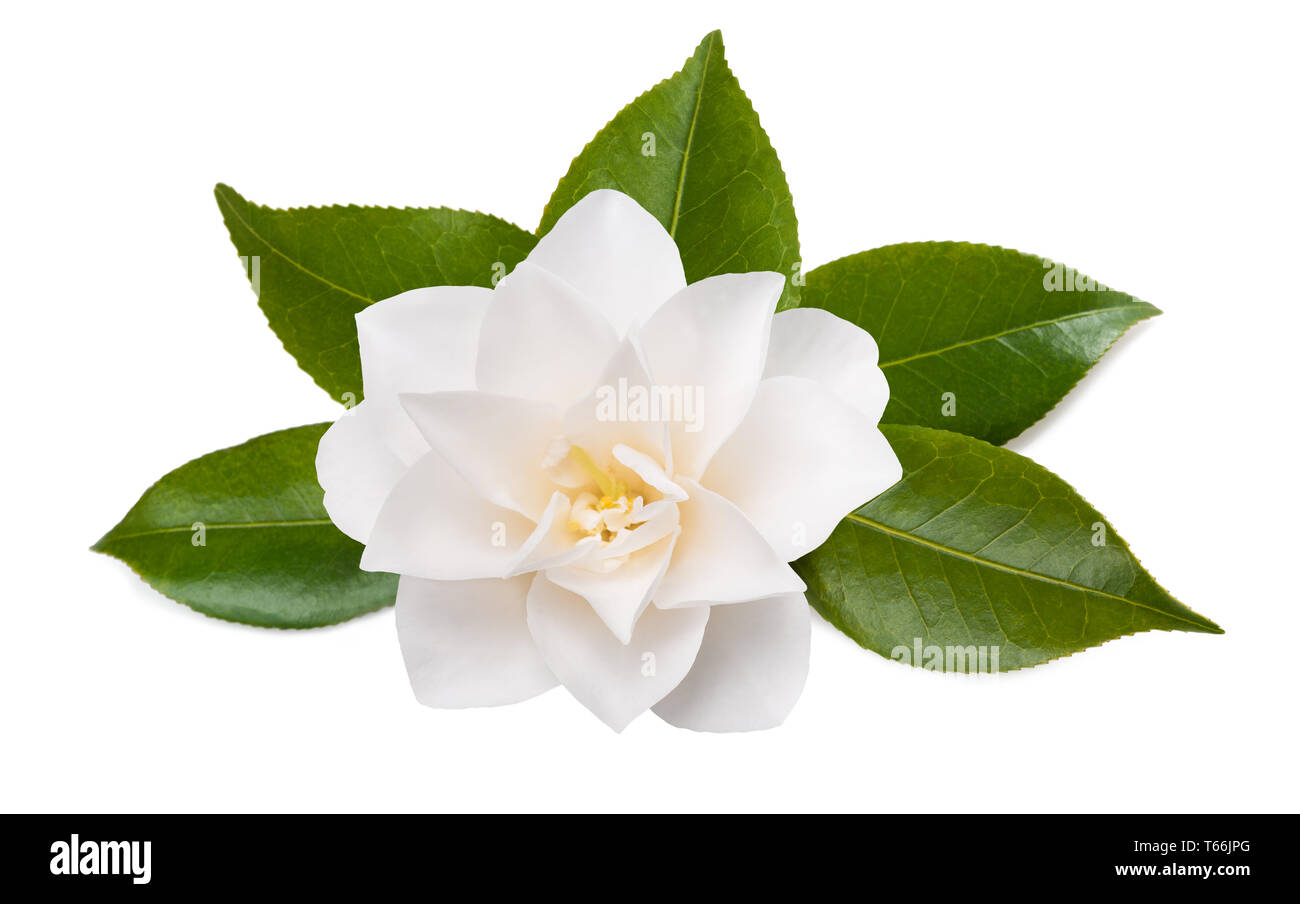 Camellia Blume mit Blättern isoliert auf weißem Stockfoto