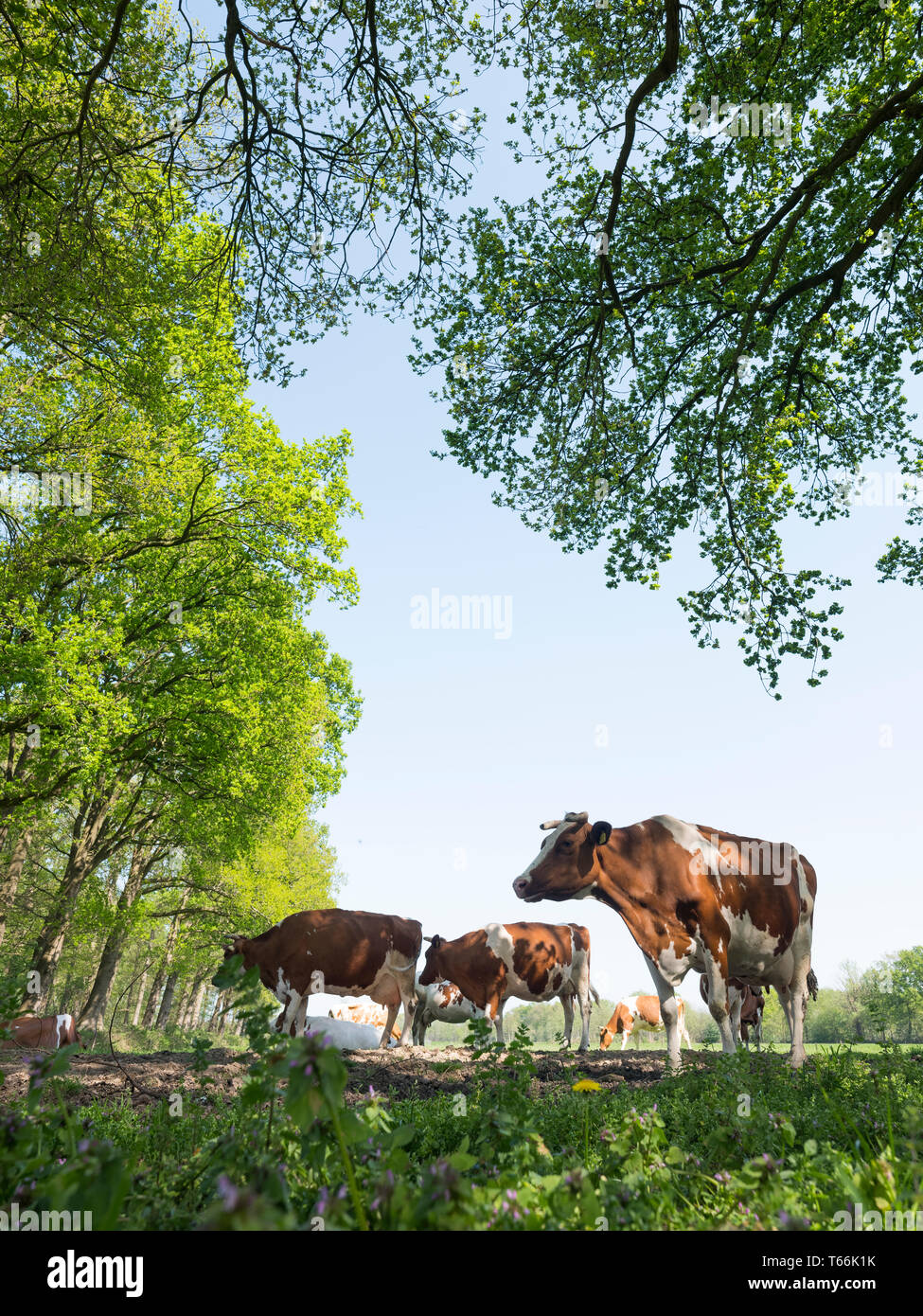 Rot und weiß gefleckte Kühe in meadowvunder frische Blätter der Buche im Frühjahr in den Niederlanden Stockfoto