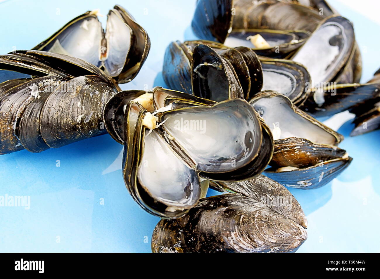 Mussel shell Stockfoto