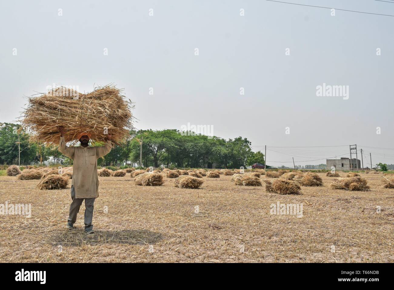 Eine indische Bauern gesehen, ein Scheffel Weizen während der Ernte in  Punjab. Ernte von Weizen ist in Indien, einem der weltweit größten  Hersteller von der Ernte begonnen. Die Landwirtschaft ist die wichtigste