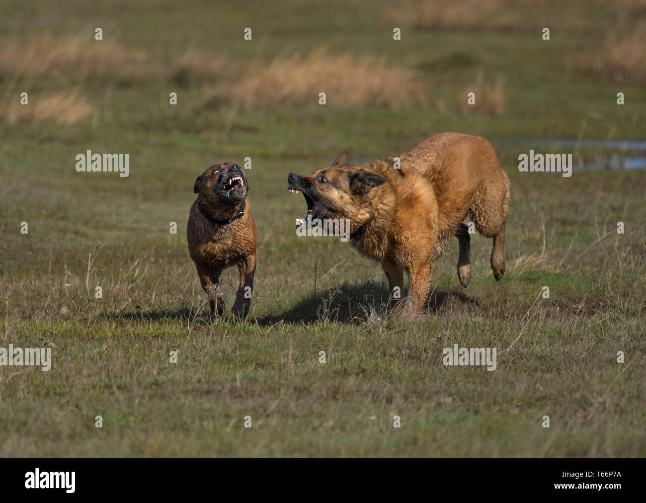 Zwei Hunde, Kämpfe in Salt Marsh, Morecambe Bay, Großbritannien Stockfoto