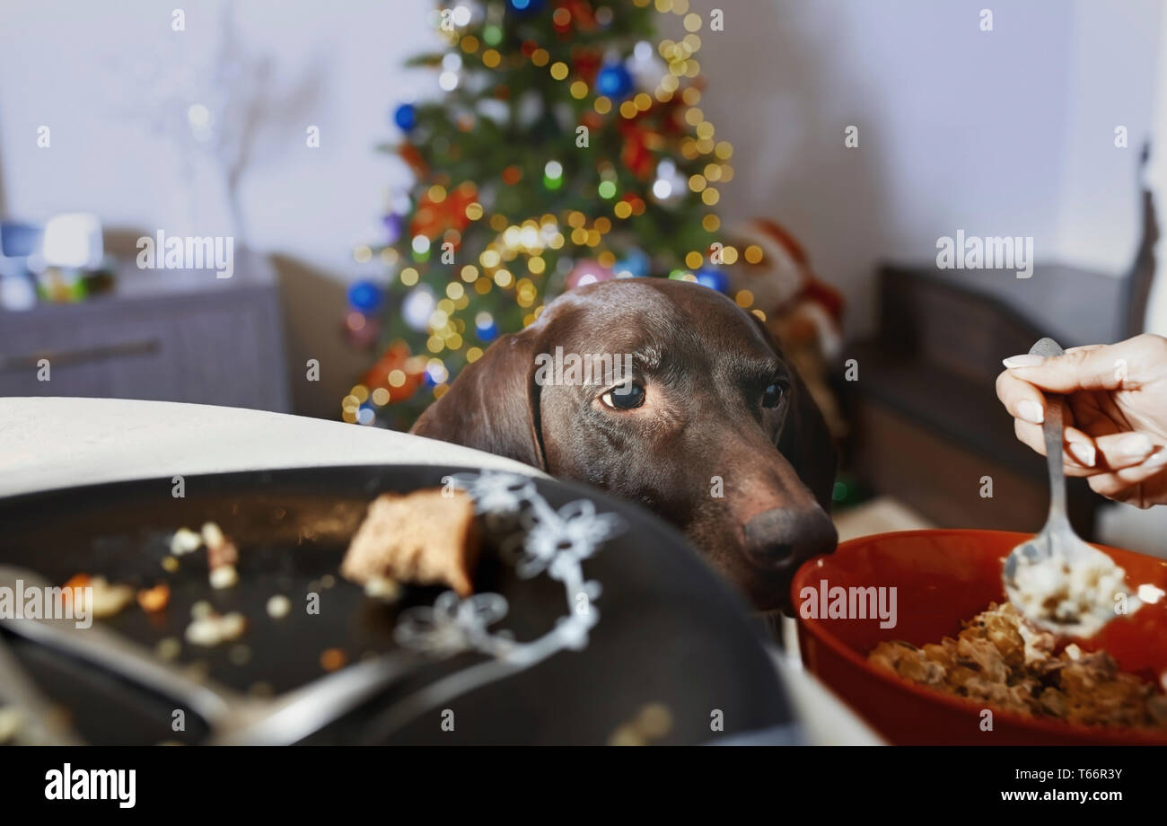 Hungrig Hund aufpassen Eigentümer Essen Stockfoto