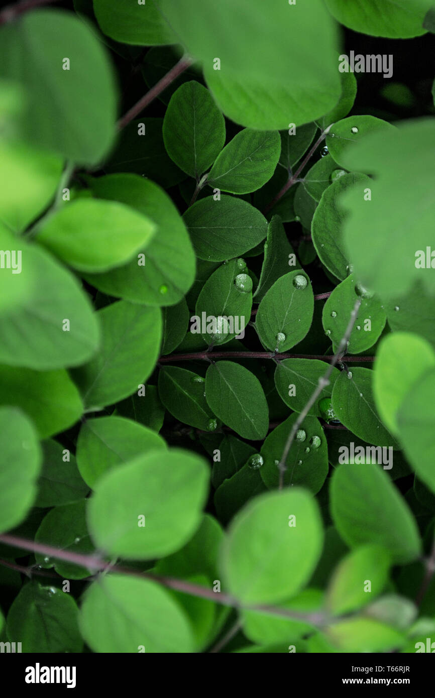 Dekorative Salbei Pflanze mit schöner Wassertropfen auf den Blättern Stockfoto