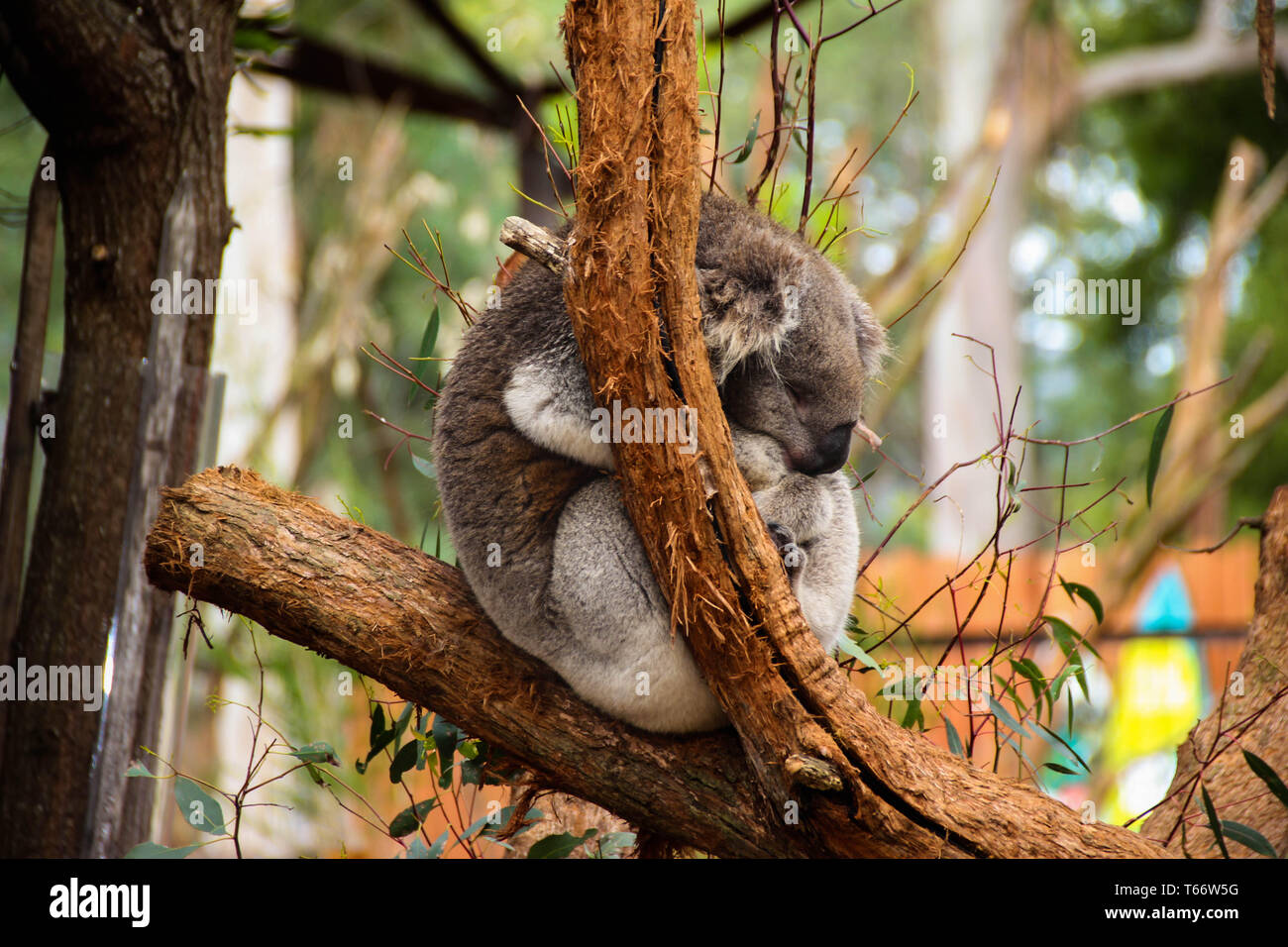 Koalabär Schlafen auf einem Eukalyptusbaum Stockfoto
