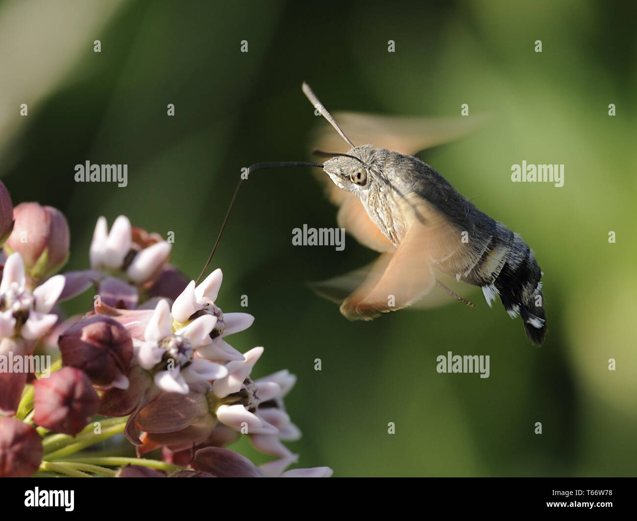 Hummingbird Tabakschwärmer, Macroglossum stellatarum, Deutschland Stockfoto