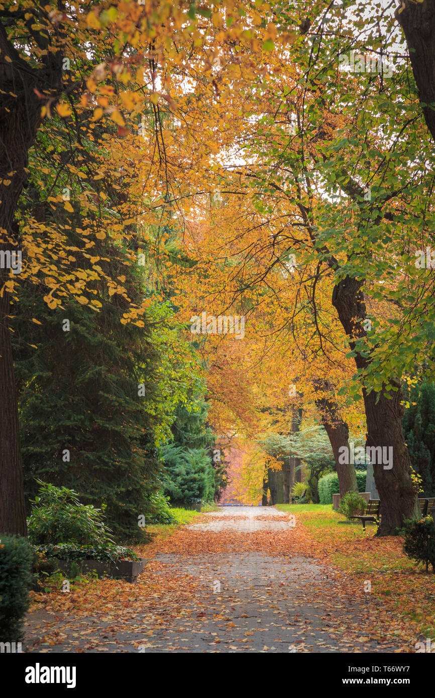 Gasse, die mit verschiedenen Bäumen im Herbst Farben Stockfoto