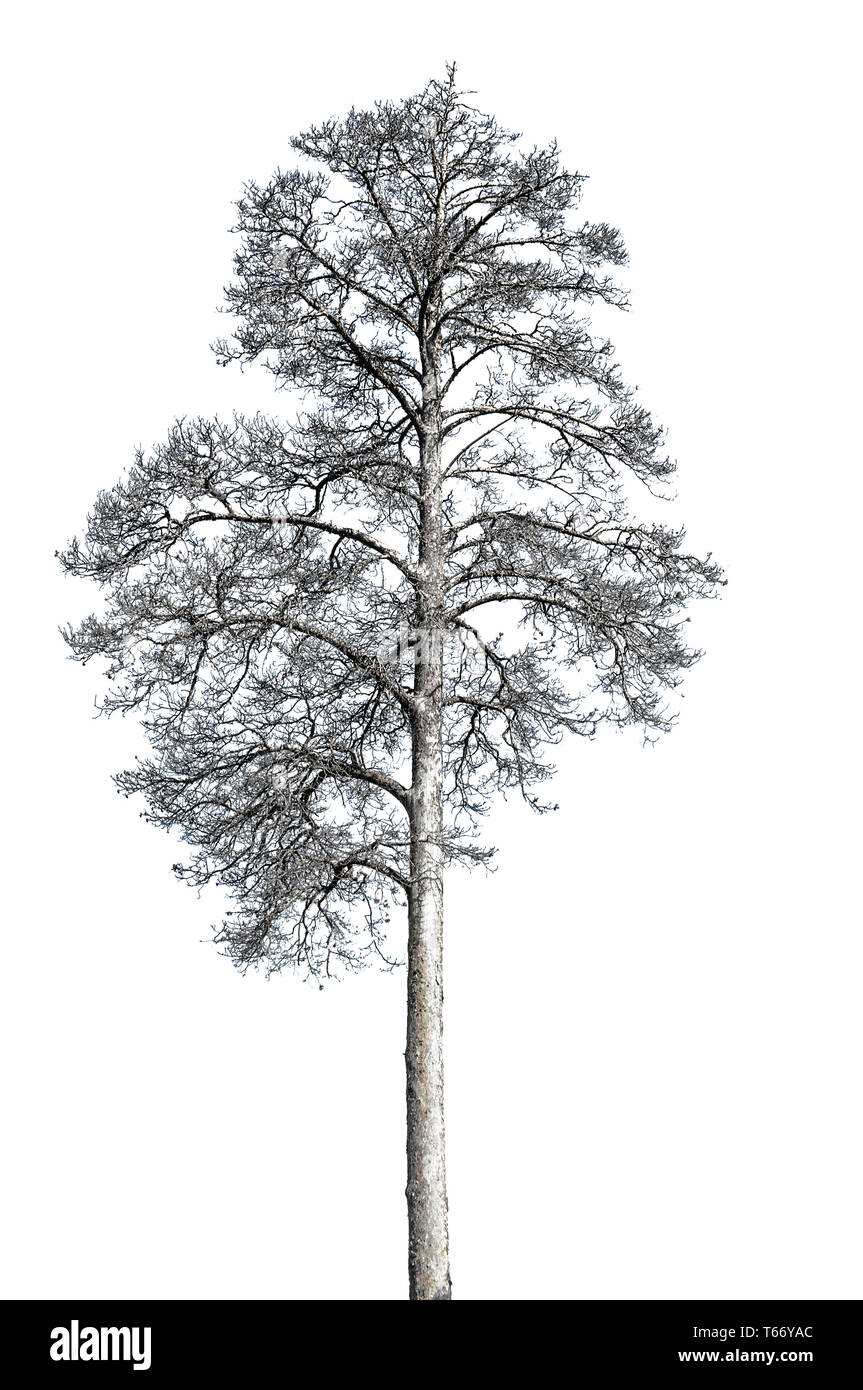 Tote allein trocken Tod Pine Tree auf weißem Hintergrund. Ökologiekonzept Stockfoto